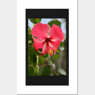 Red Hibiscus Posters and Art